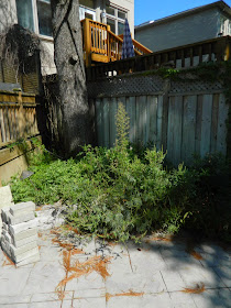 Bedford Park Toronto garden cleanup before Paul Jung Gardening Services
