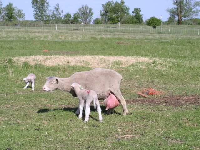 Σιτηρέσιο: κατανάλωση μίγματος για πρόβατα γαλακτοπαραγωγής 