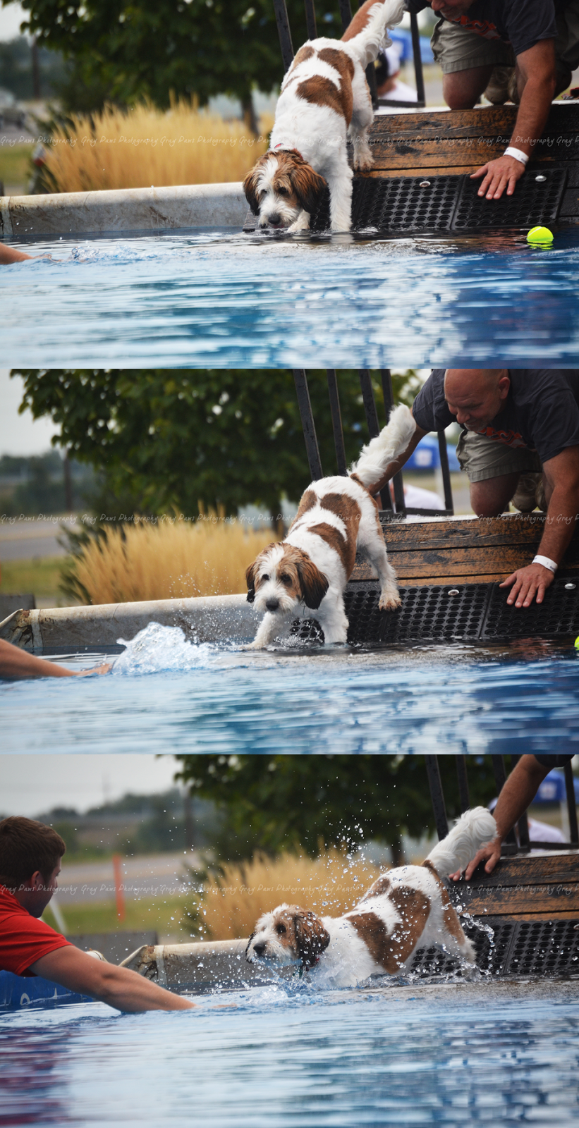 Gray Paws Photography Dock Dogs Scheels, 2015
