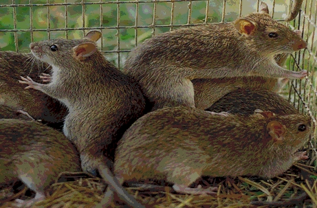 Cara mengusir tikus di sawah padi