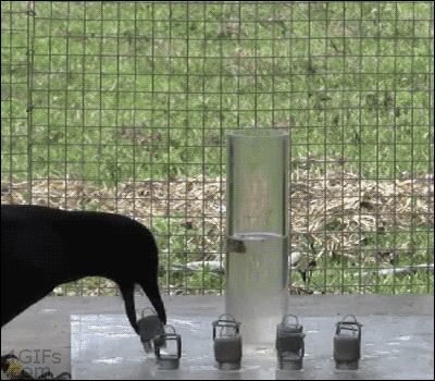 blackbird5.gif