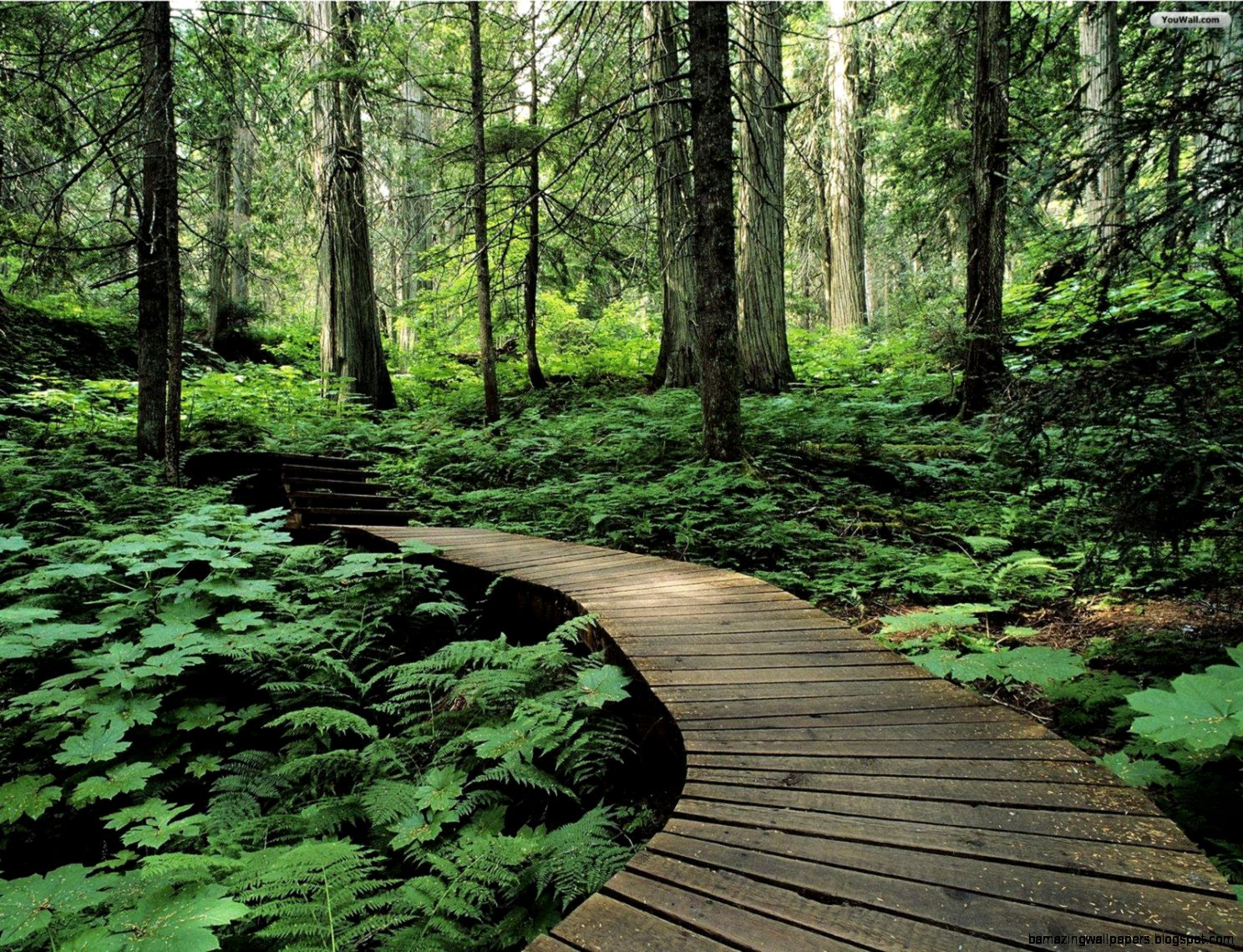 British Columbia Forest