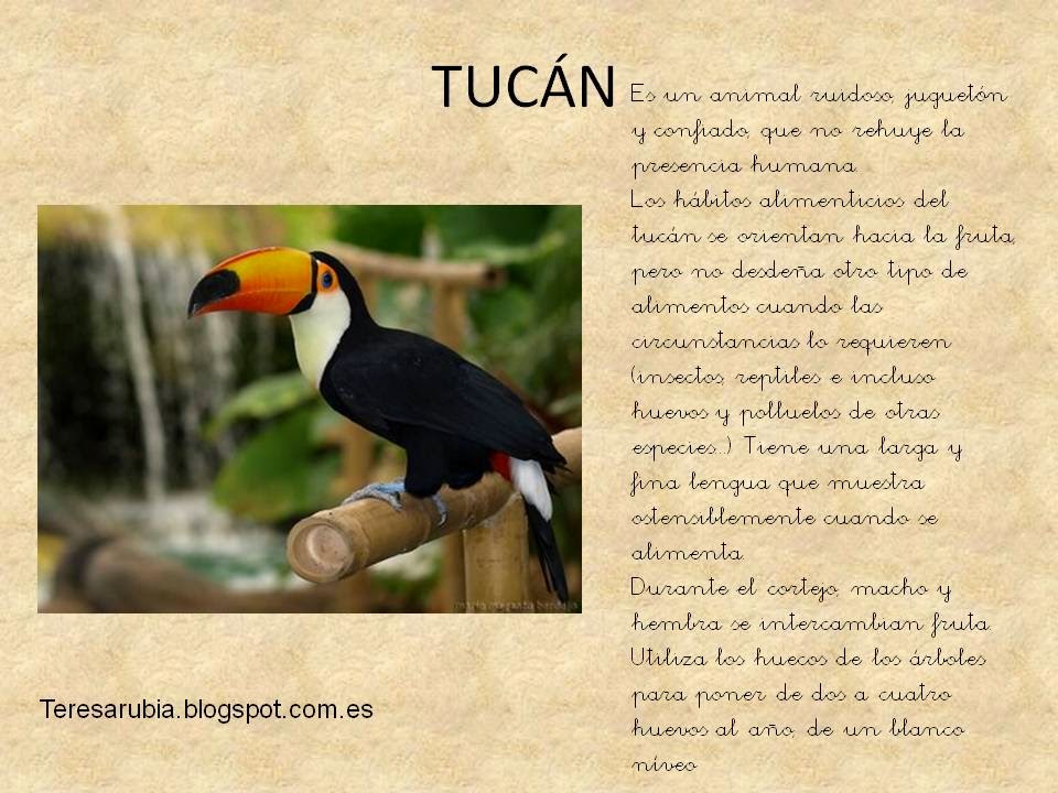 MI COLE, MI PEQUEÑO MUNDO ANIMALES