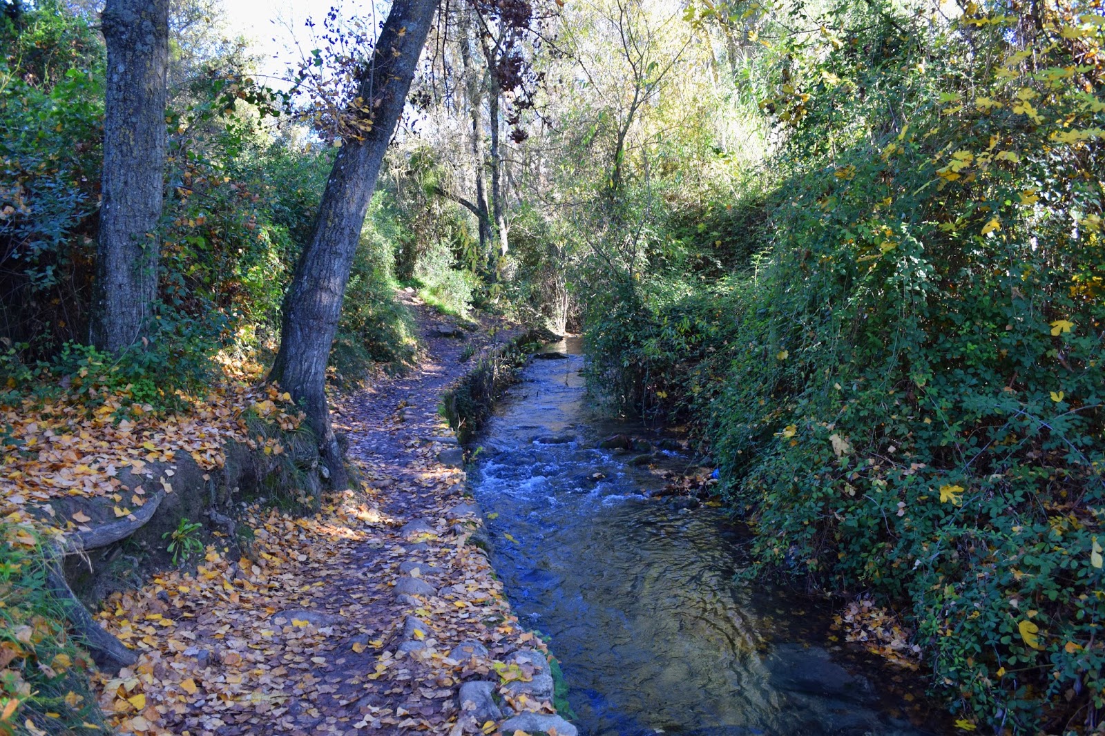 Foto de Sendero Río Majaceite en El Bosque, Cádiz