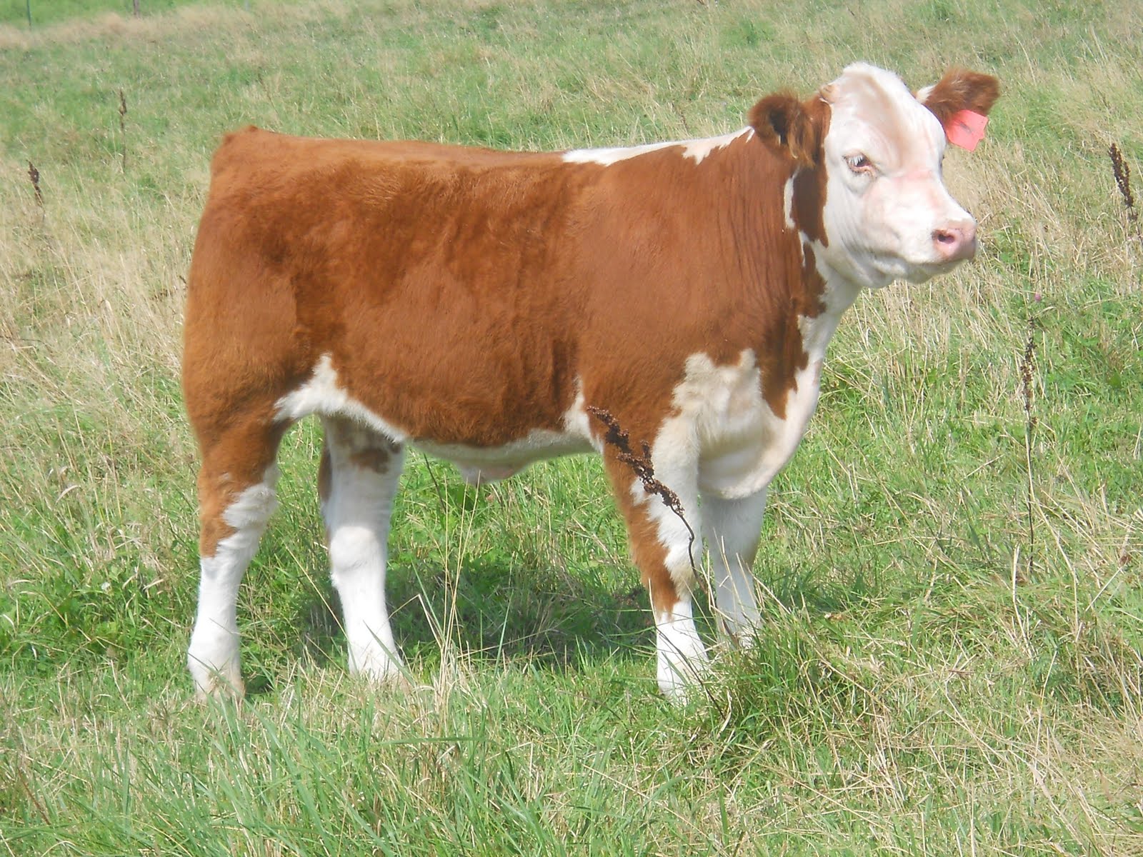 Stevenson Show Stock Red Rock Steer