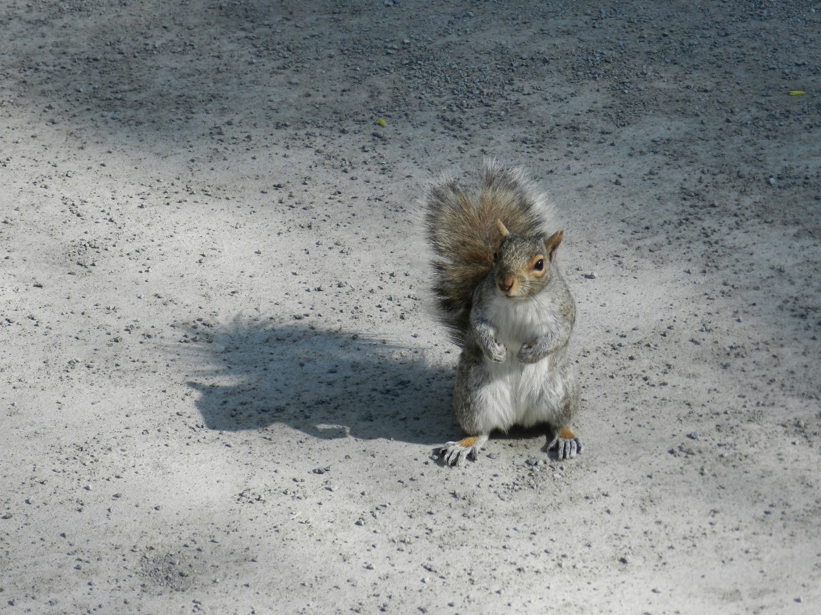 Hey Do You Have Nuts 