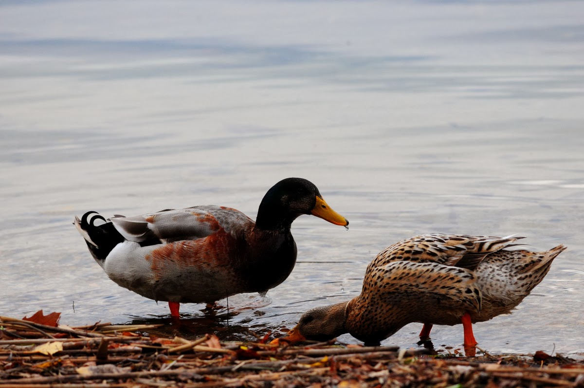 Lago Di Caldonazzo Con Sorpresa