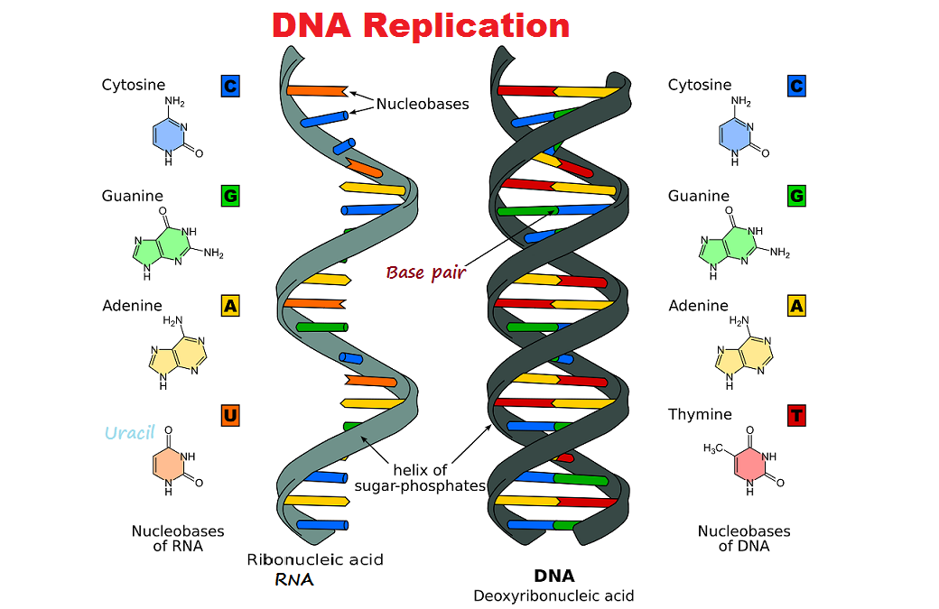 Dna Replication