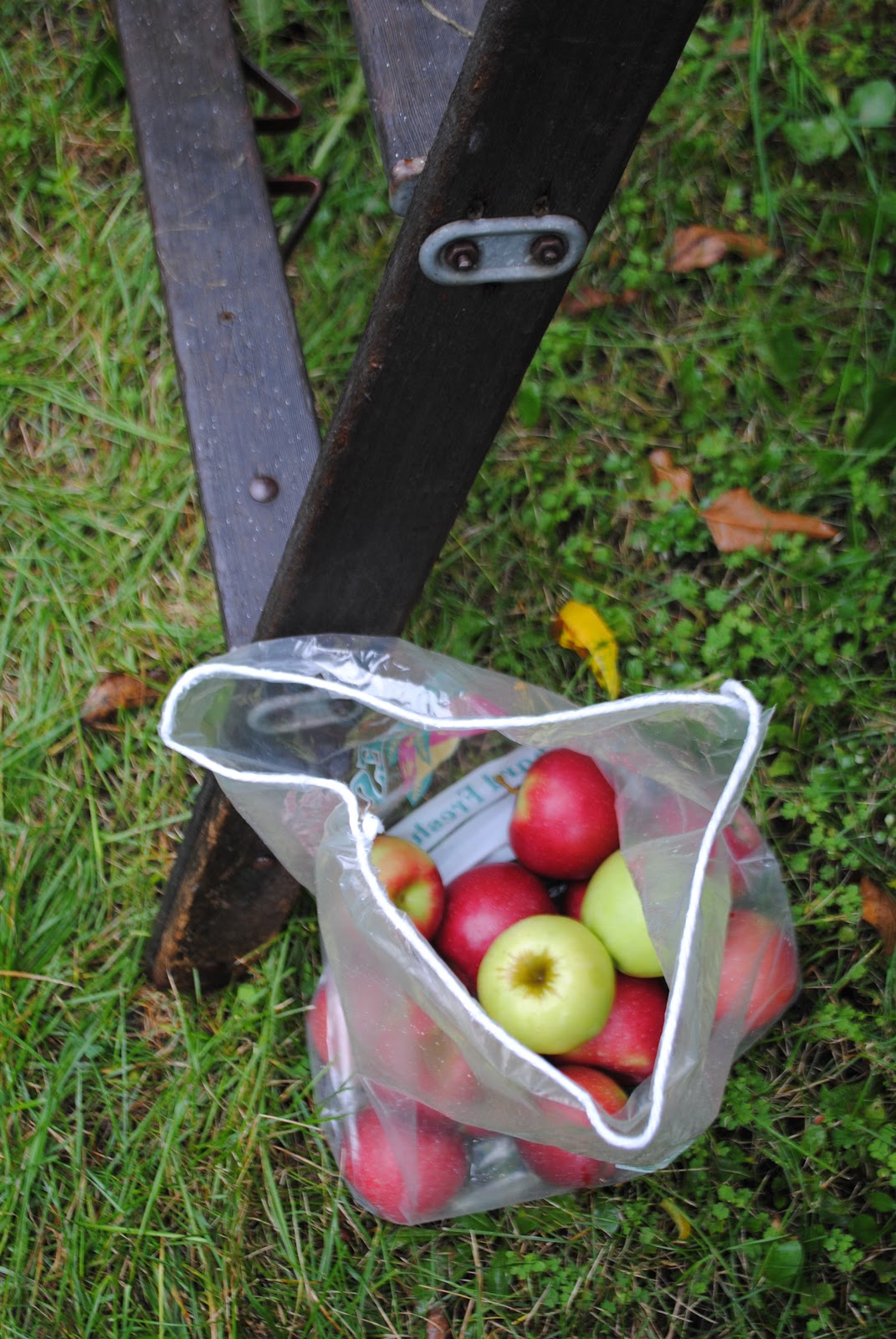 im going back to the start Michigan Apple Picking Family Tradition