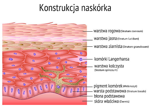 Tkanki Zwierzęce Budowa I Funkcje Biologia - nauka o życiu: Tkanki zwierzęce, cz. 1 - Tkanka nabłonkowa i