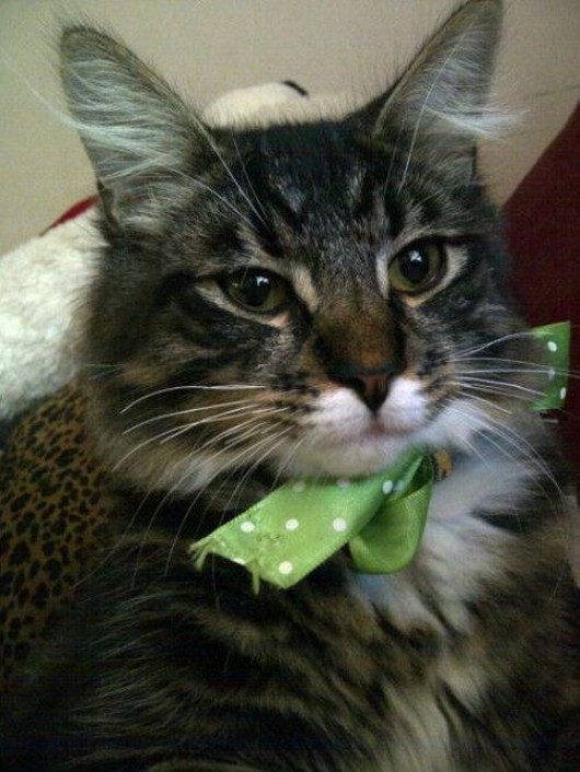 20 Adorable cats wearing ties Amazing Creatures