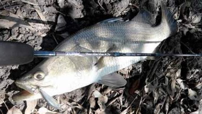 Cara Mancing Ikan Kakap Putih Di Muara Hobi Mancing