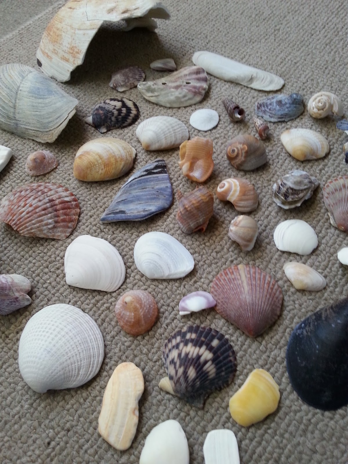 Ajumma's Pad My sea shell collection
