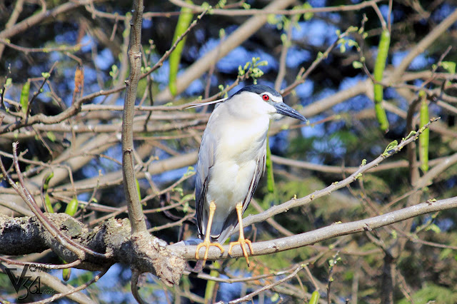 Black-Crowned Night Heron Black-Crowned Night Heron