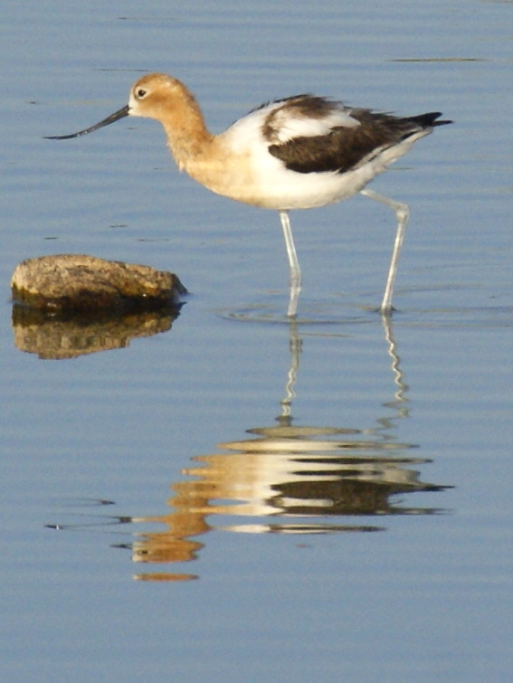 SE Texas Birding & Wildlife Watching Nevada & Utah Trip Las Vegas
