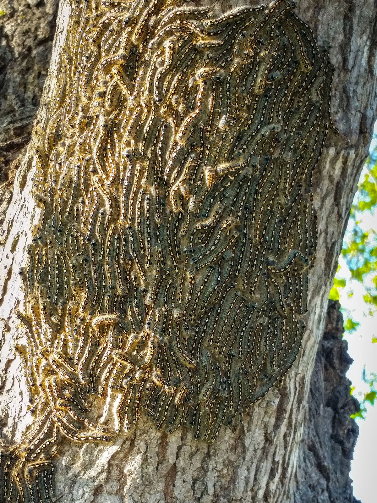 Tent caterpillars invade Texas trees, but there's no cause for panic