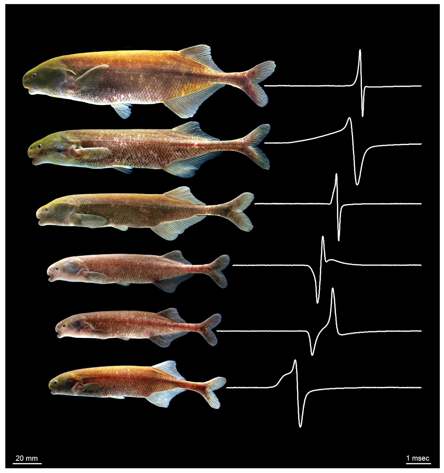 TYWKIWDBI ("TaiWikiWidbee") Fish can communicate using electricity