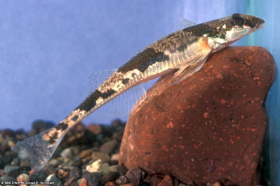 DIAMOND DARTER FISH Everything About Fish