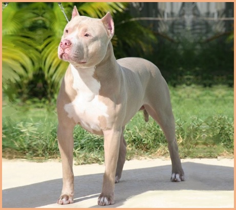 Otto Cani Più Aggressivi Del Mondo