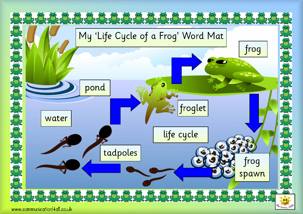 life-cycle-of-frog