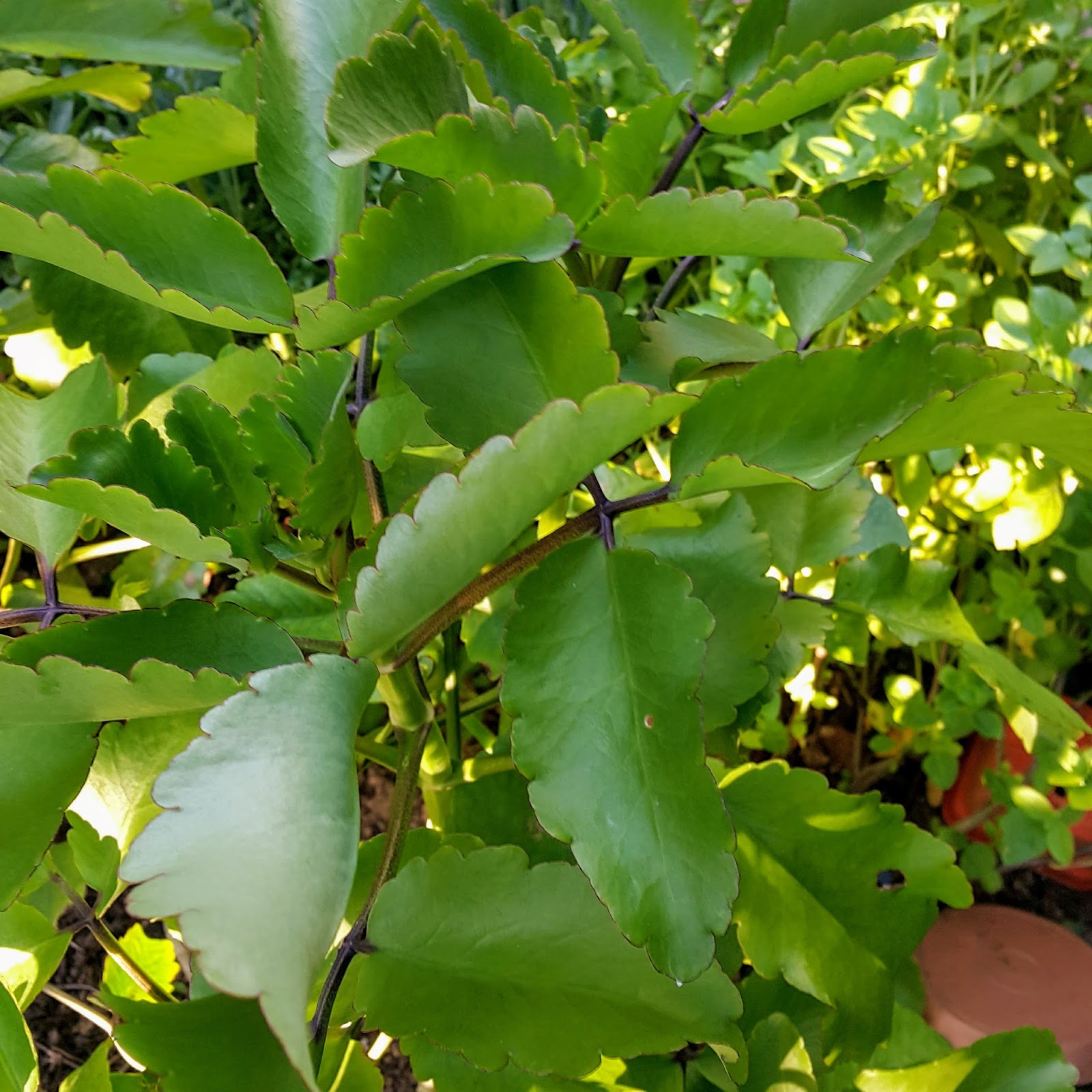 "Verdade//aspas" 👪 Crassulaceae (Kalanchoe pinnata)