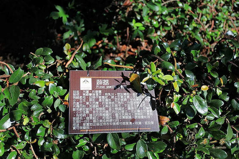 天空步道|莫那魯道巨人像|賽德克故事館|滴水觀音|泰雅渡假村|南投私房景點