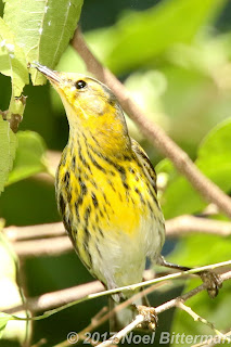Cape May Warbler