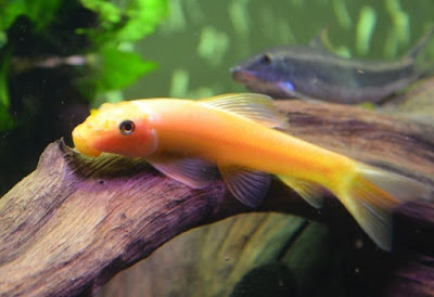 Ikan Hias Aquarium Mini
