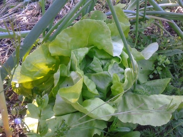 Lechuga reina de mayo. No cultivable en verano