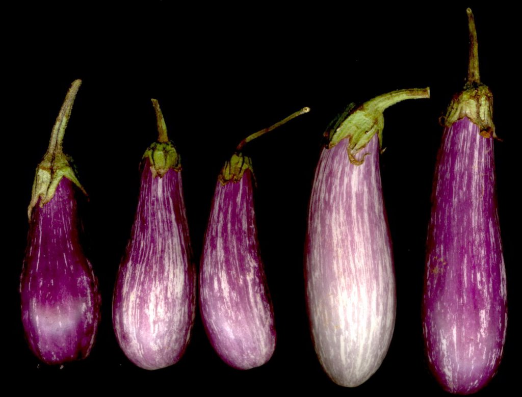 אין מױל ארײן Passover Eggplants פּסחדיק פּאַטלעזשאַן