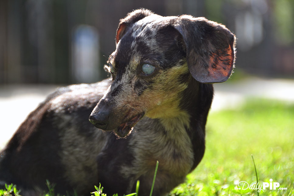 Deaf And Blind Dog Walks In Circles Deaf And Blind Dog Walks In Circles