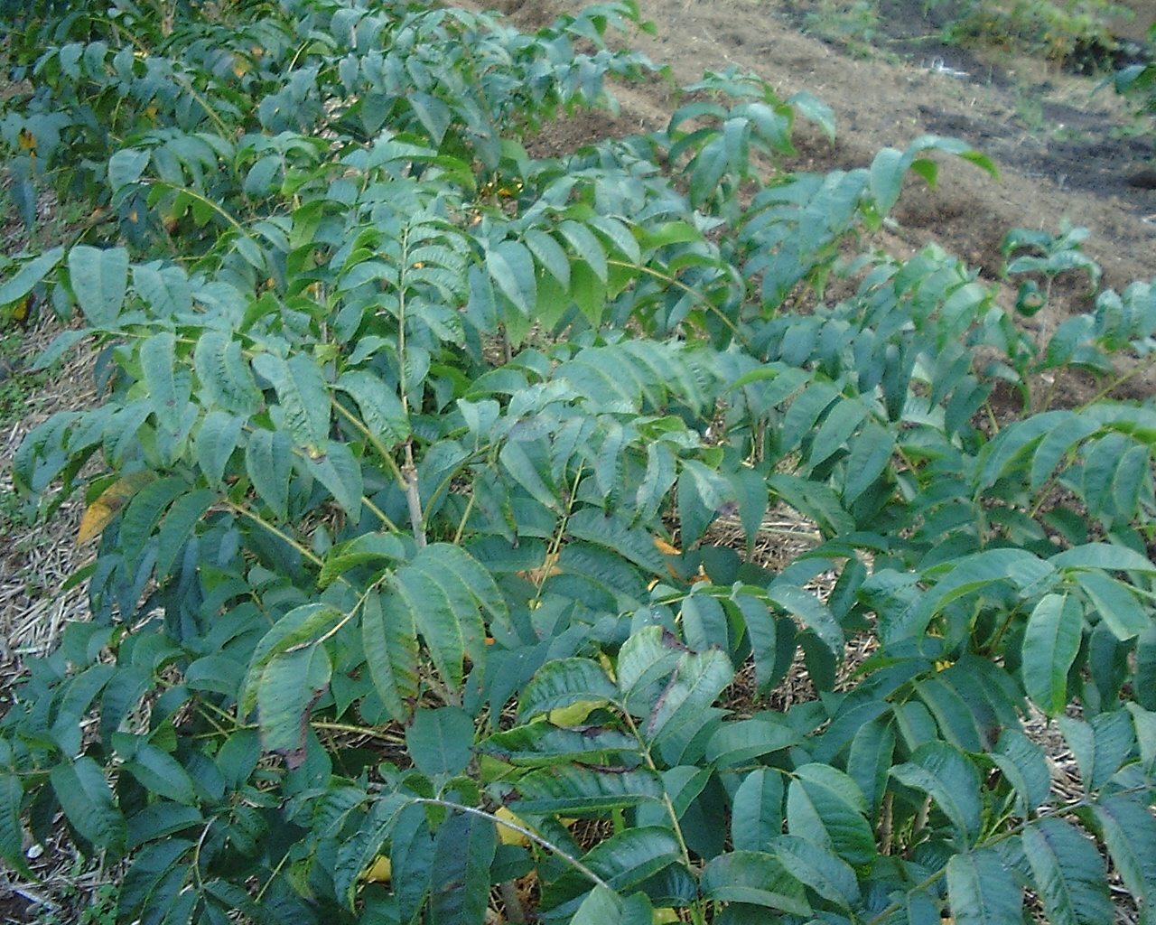 工藝素材研究所: 漆の種類