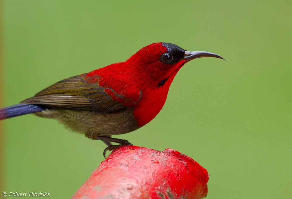 the-crimson-sunbird-bird-information-pictures-beauty-of-bird
