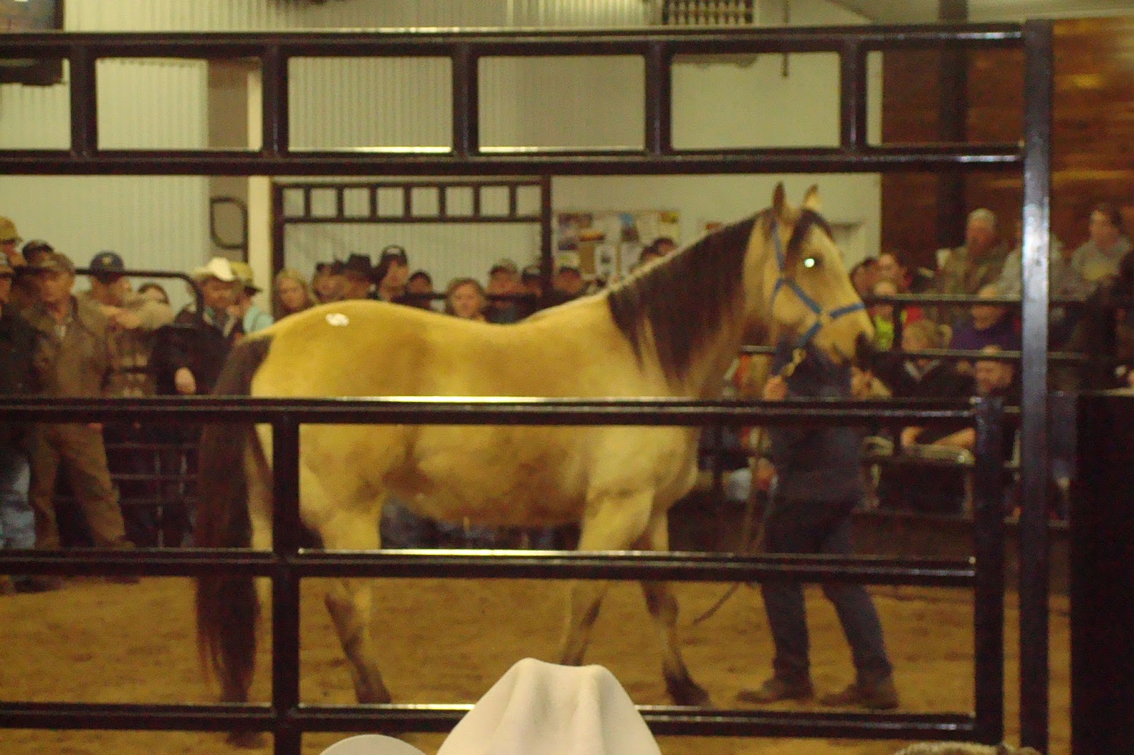 North Horse Auction Fever & Ten Dollar Horses Nolan Auction Report