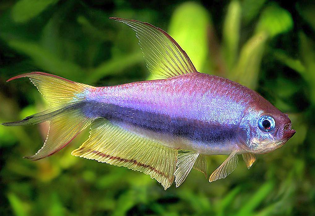 ember tetras ember tetras