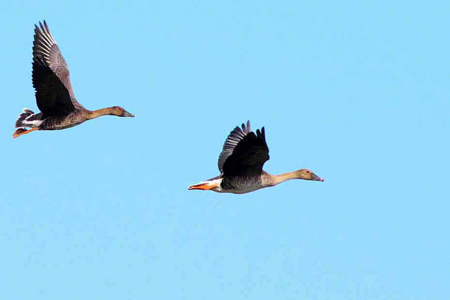 Pair of birds in flight