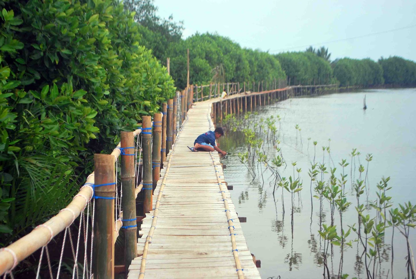 Petualangan di Mangrove Gedangan Purwodadi, Wisata Baru ...