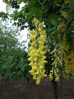 The Castle Bromwich Hall Gardens Blog: June 2012