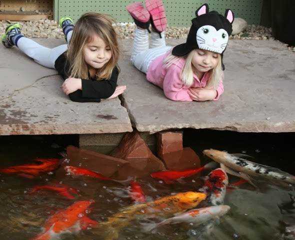 The Flower Bin: Remaking the fish pond.