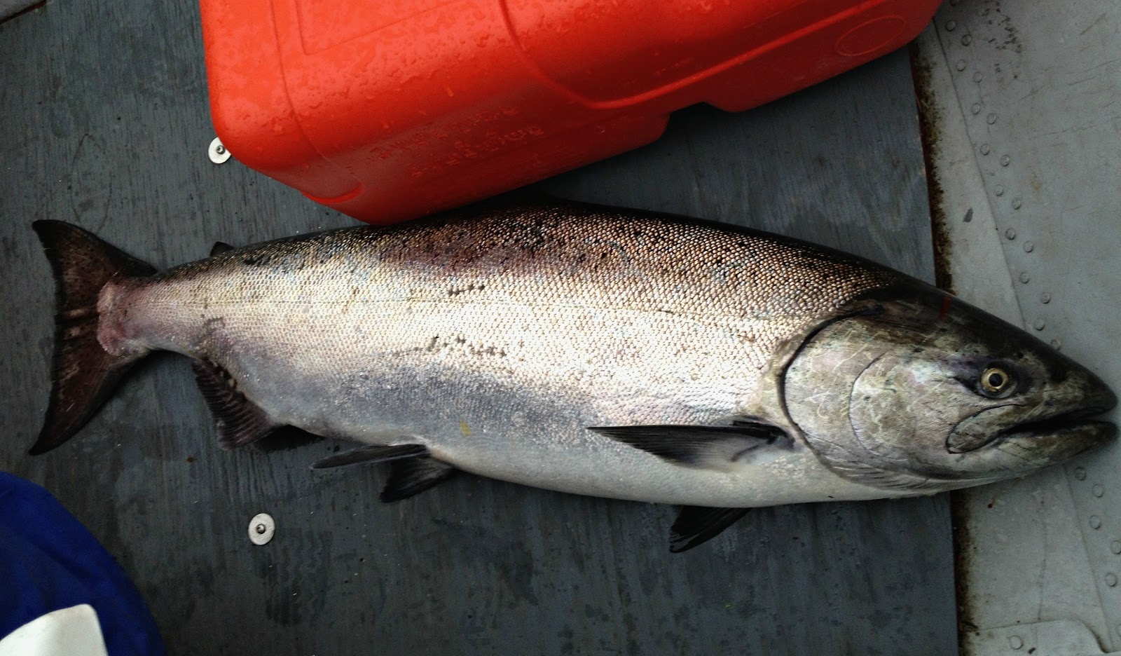 Sandra's Alaska Photography May 1112, 2013 Caught a Nice King Salmon