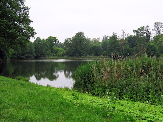 Staw Irydion irydion