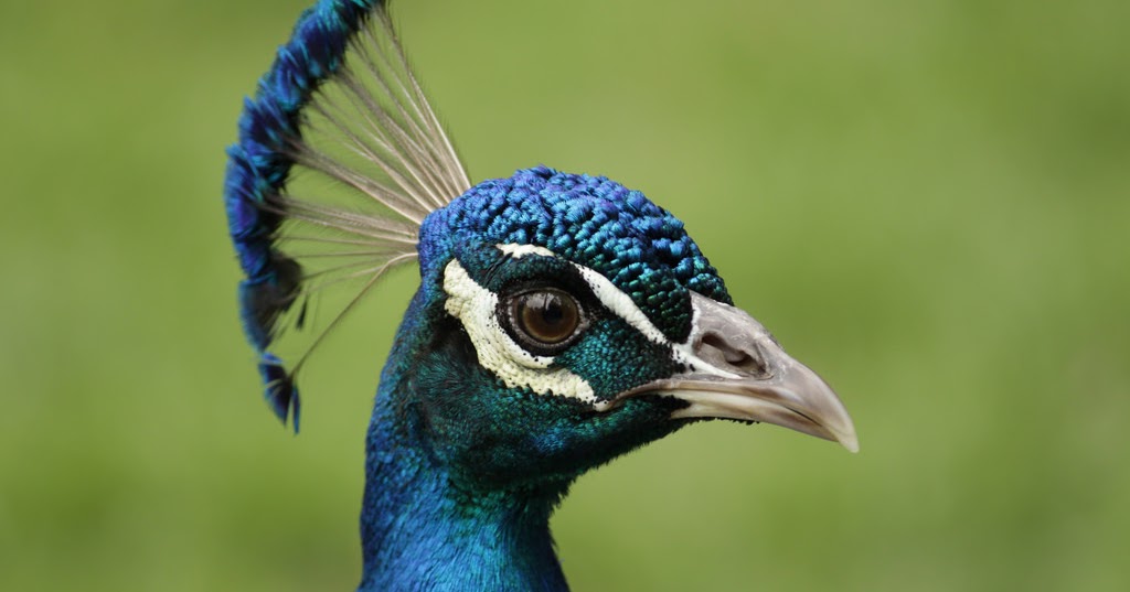 Dhaaro Online Occult Shop The Peacock Crown Talisman