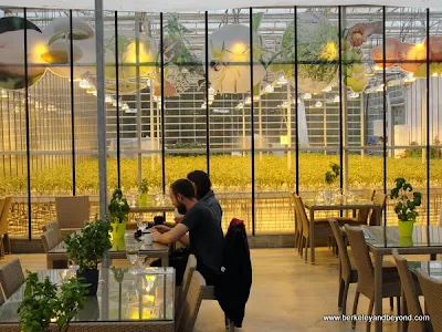 cafe at Fridheimar Greenhouse in Iceland