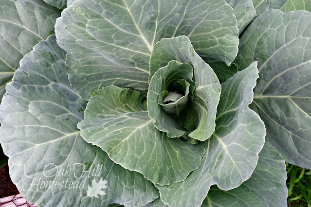 A cabbage plant in a garden, just beginning to form a head.