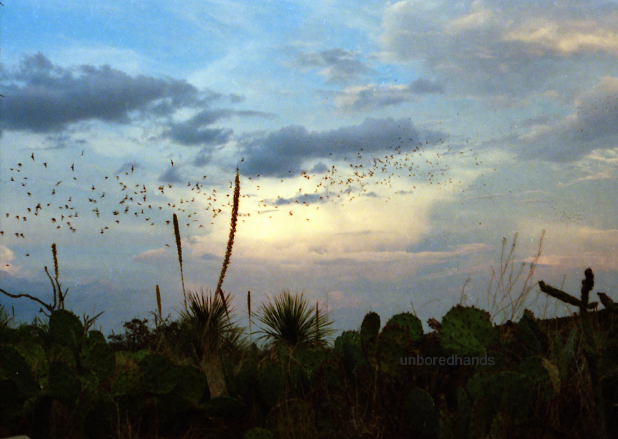 randomness from unbored hands Sunset Bats at Carlsbad Caverns