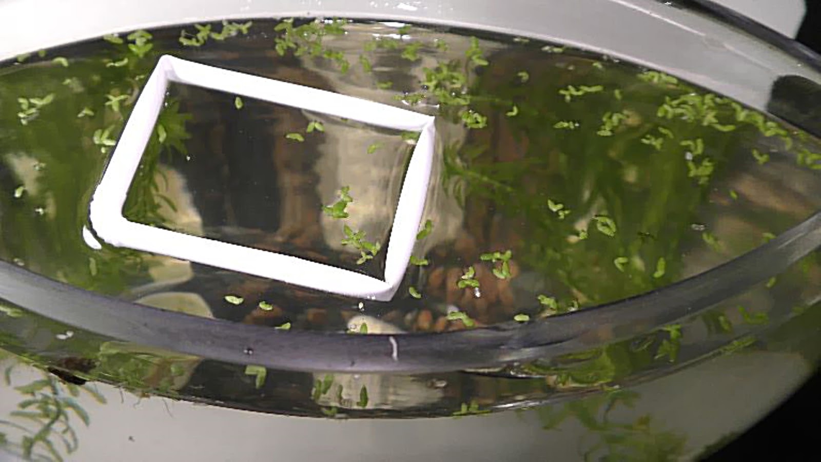 Random Bits Floating Feeder For Fish Tank DIY