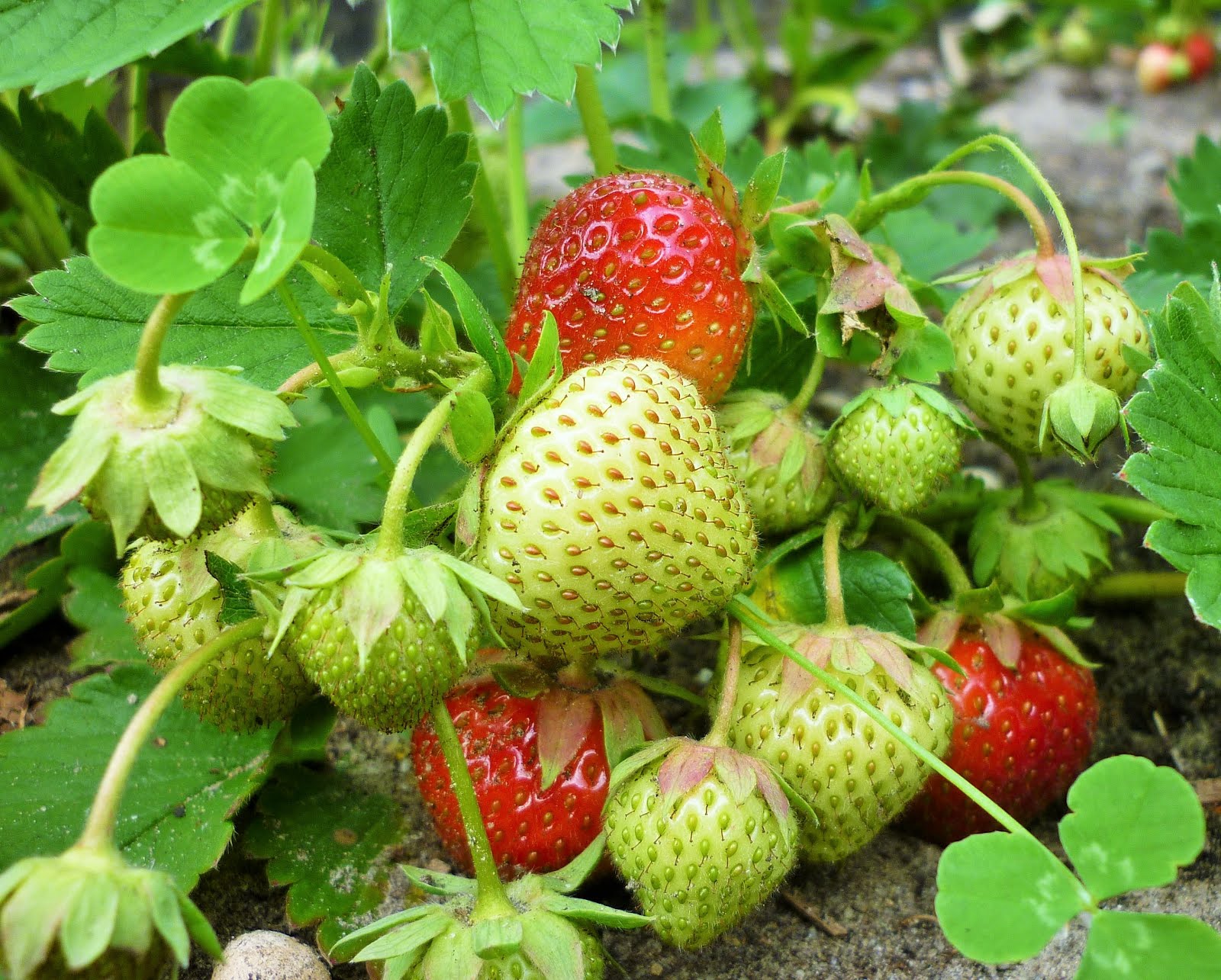 Steckbrief: Erdbeere