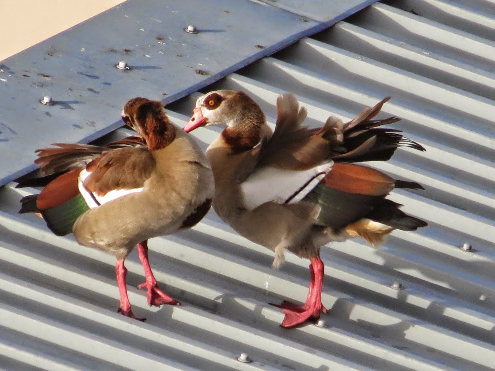 Egyptian Geese: Canon PowerShot SX40 HS Super (Digital) Zoom Demo