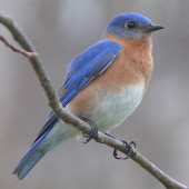 The Camara Group (the awesone blog): Eastern Bluebird Migration