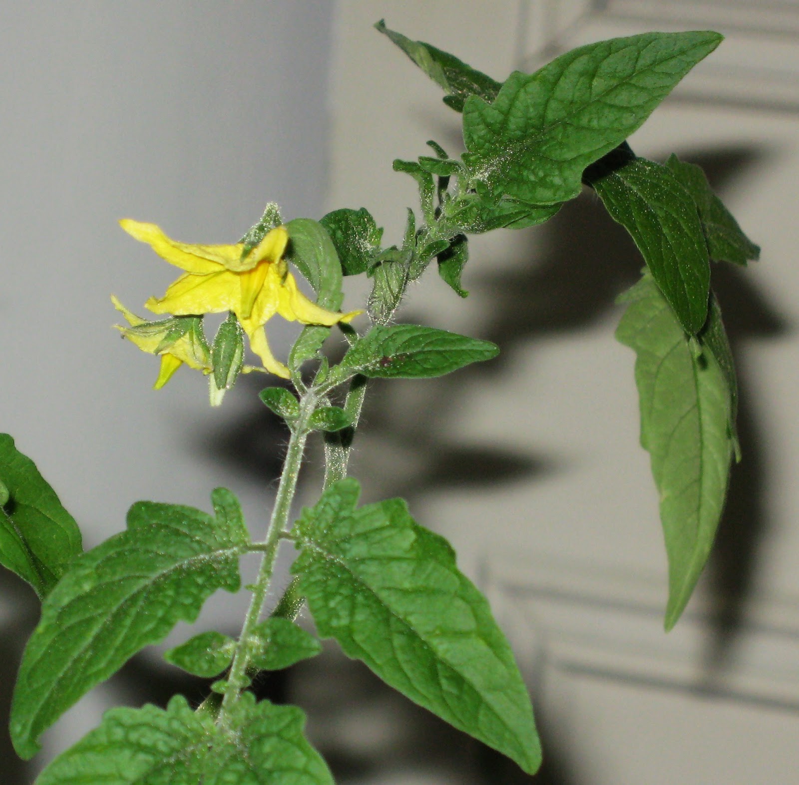 Garden Broad Winter Tomato Blooms!